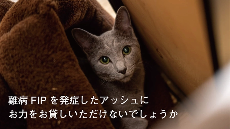 難病FIP(猫伝染性腹膜炎)を発症したアッシュを救いたい