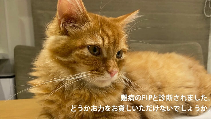 猫難病FIPと闘う小さな命にどうかお力添えいただけませんでしょうか