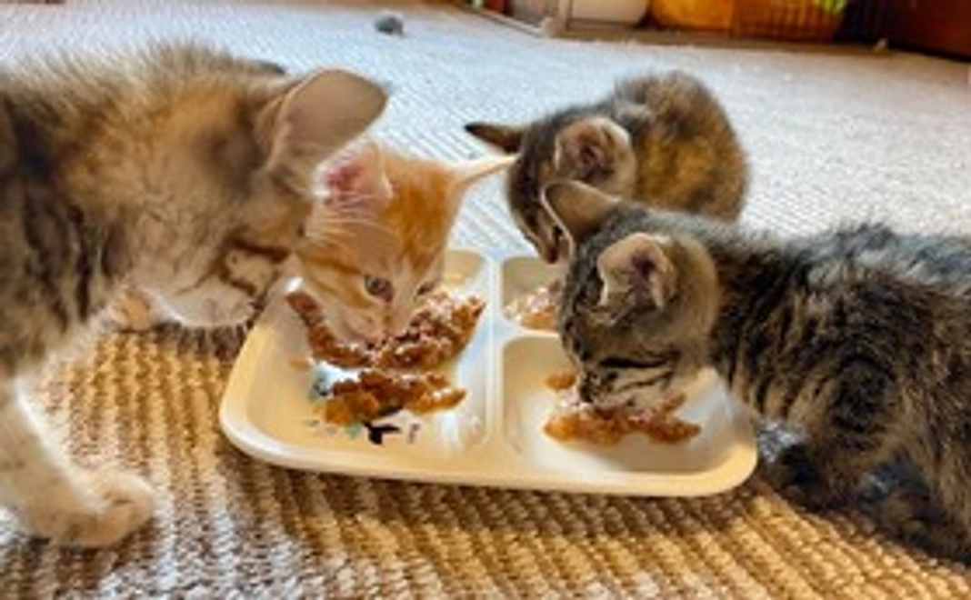 笑にゃんこ王国全力応援コース