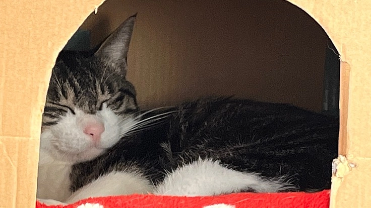 白血病、悪性縦隔リンパ腫発症、4歳猫の抗がん剤治療にご支援下さい！