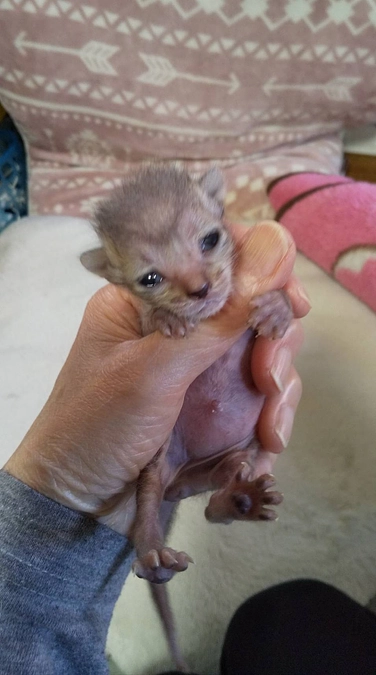 赤ちゃんお目目開きました❤️