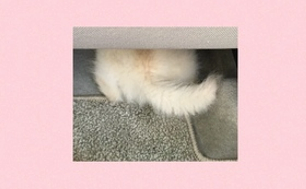 ろん応援コース1 (リターン不要の方)