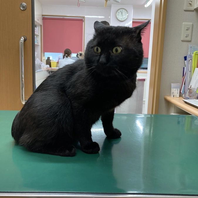 ネロちゃん2週間ぶりの再診でした