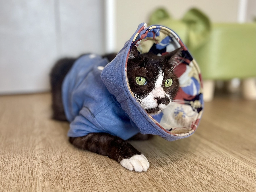 たっちゃんがFIPになりました。