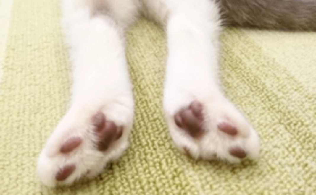 T-CATオリジナルポストカードコース