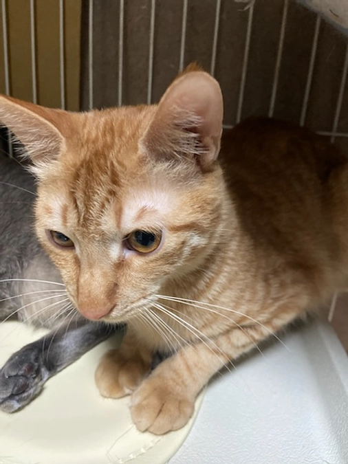 シナモン　FIP投薬68／84日目