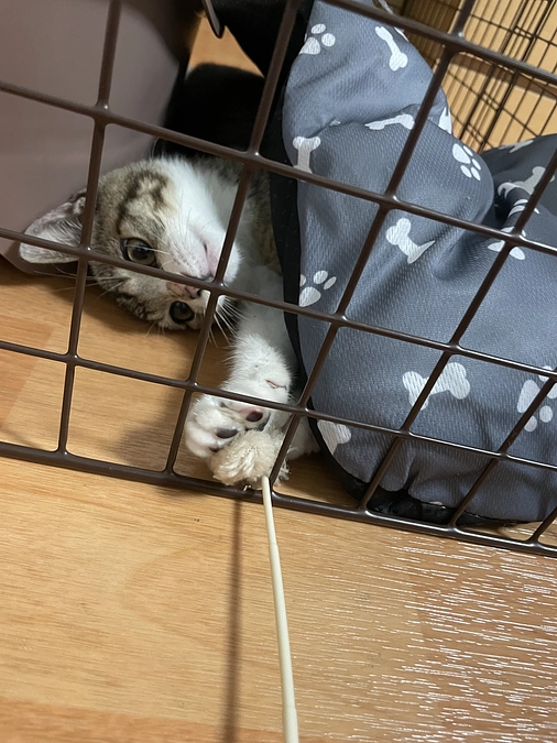 【祝６８％】１日で１１％も！！