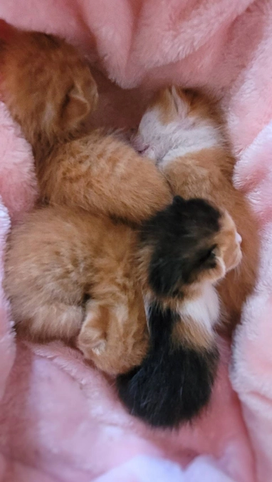 ミルク子猫たち！