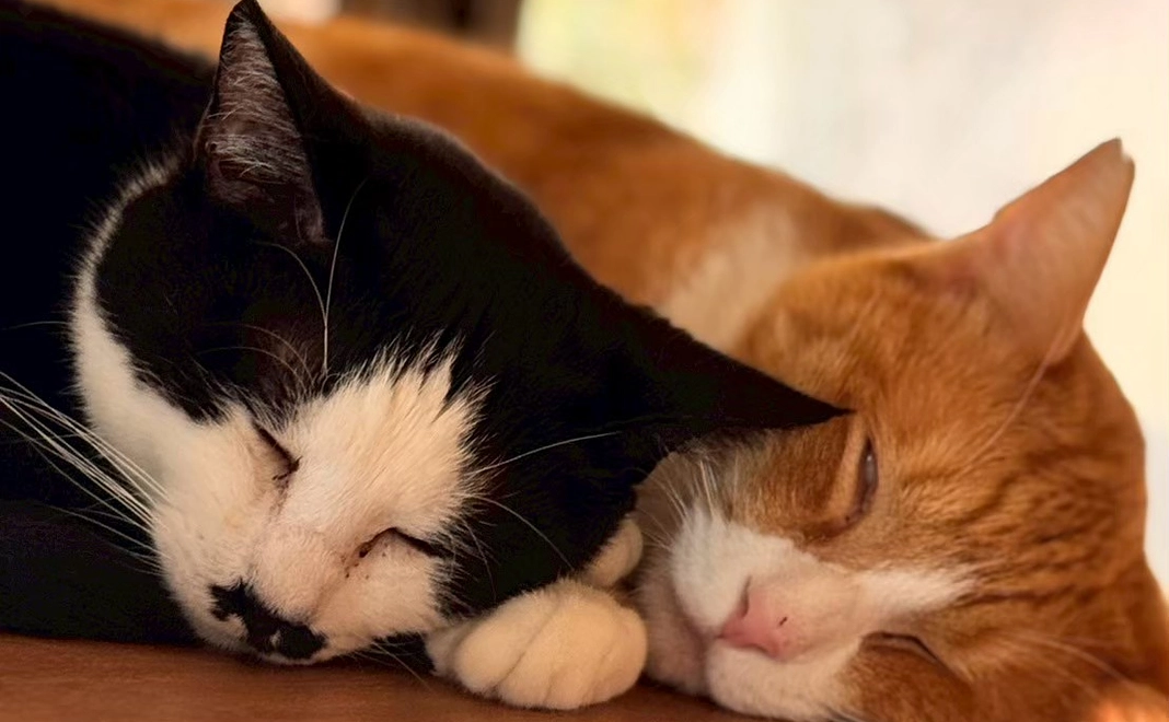 こころ星 応援１０,０００円コース