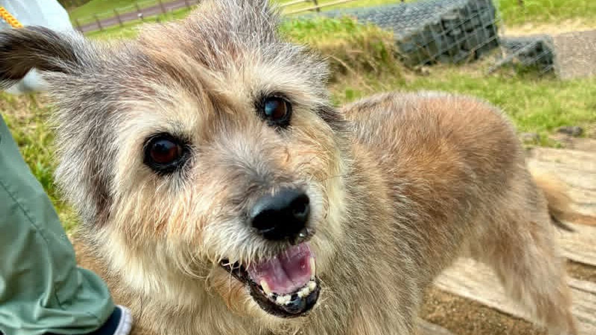 【残り7日】今日は吾輩の誕生日である！ぜひ試写会で吾輩の映画を見てもらいたいのである！