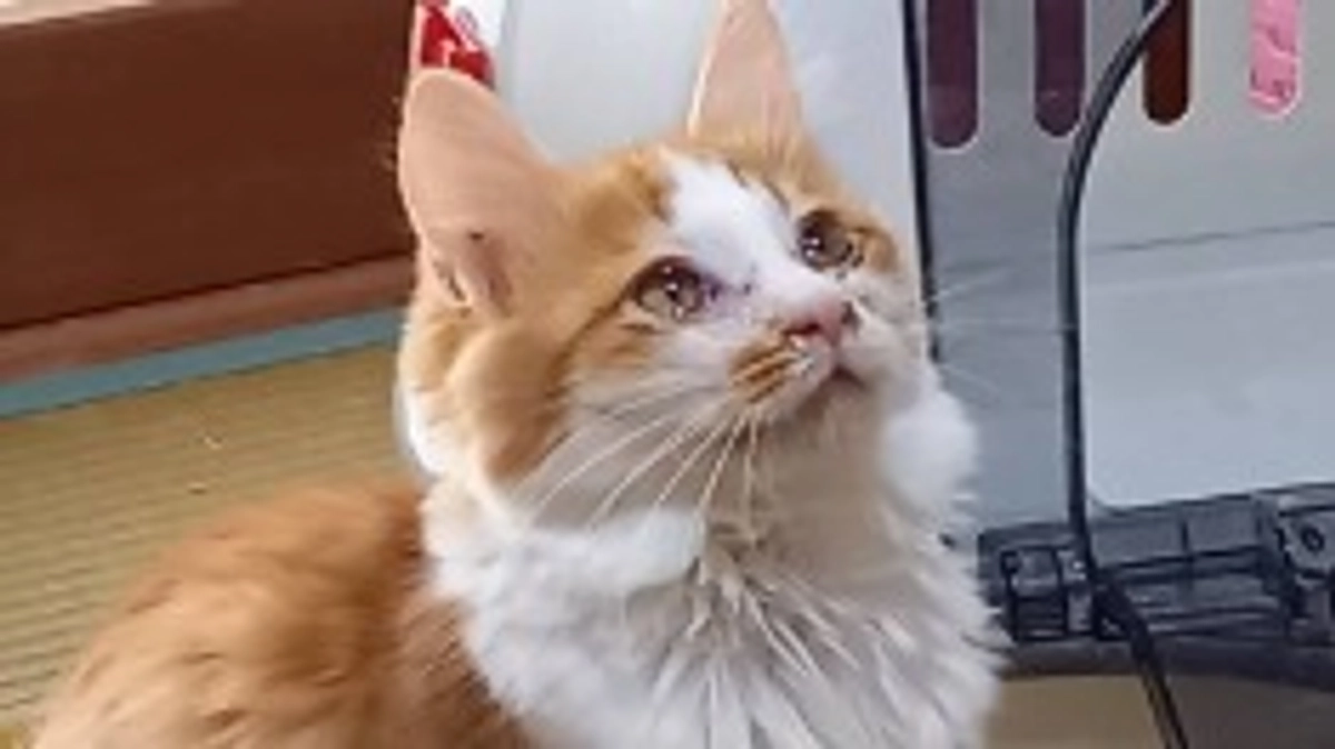 新しいご家族と遊ぶ、ナポレオンとカラスミ