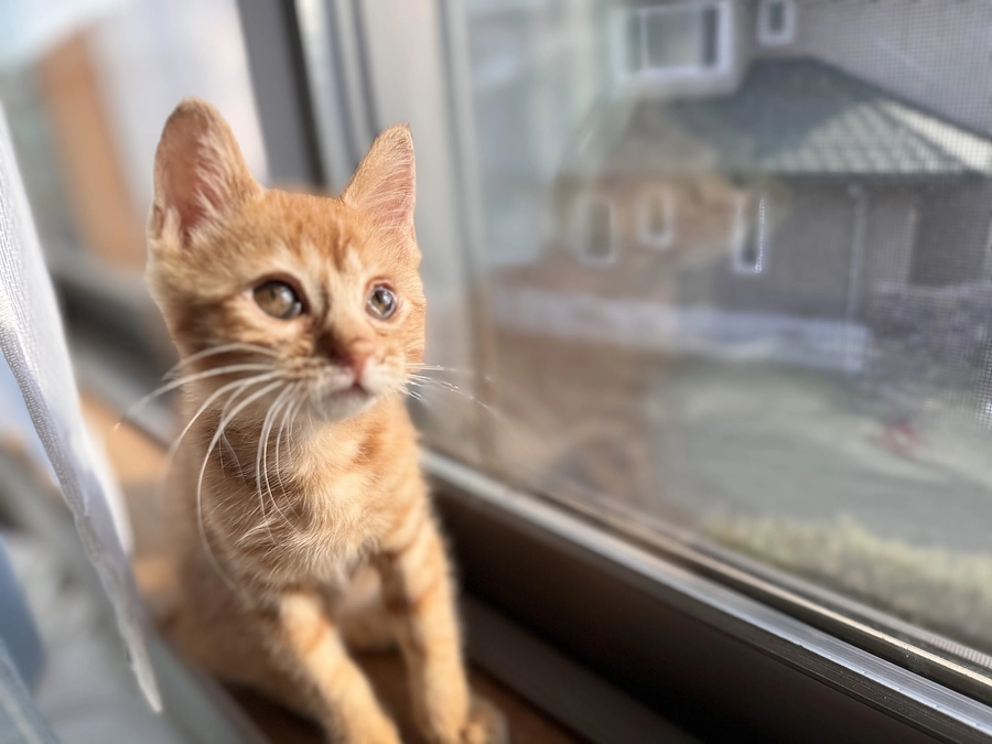 続々とお見合い予定