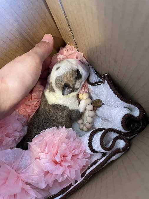 すみれの亡くなった兄妹たち🌈