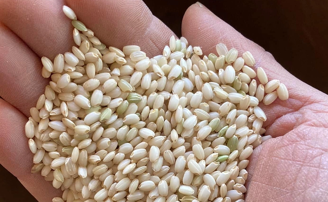 お礼状+ボロを元肥に用いたケミカルフリーのお米1kg