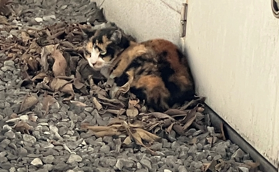 1000円支援コース