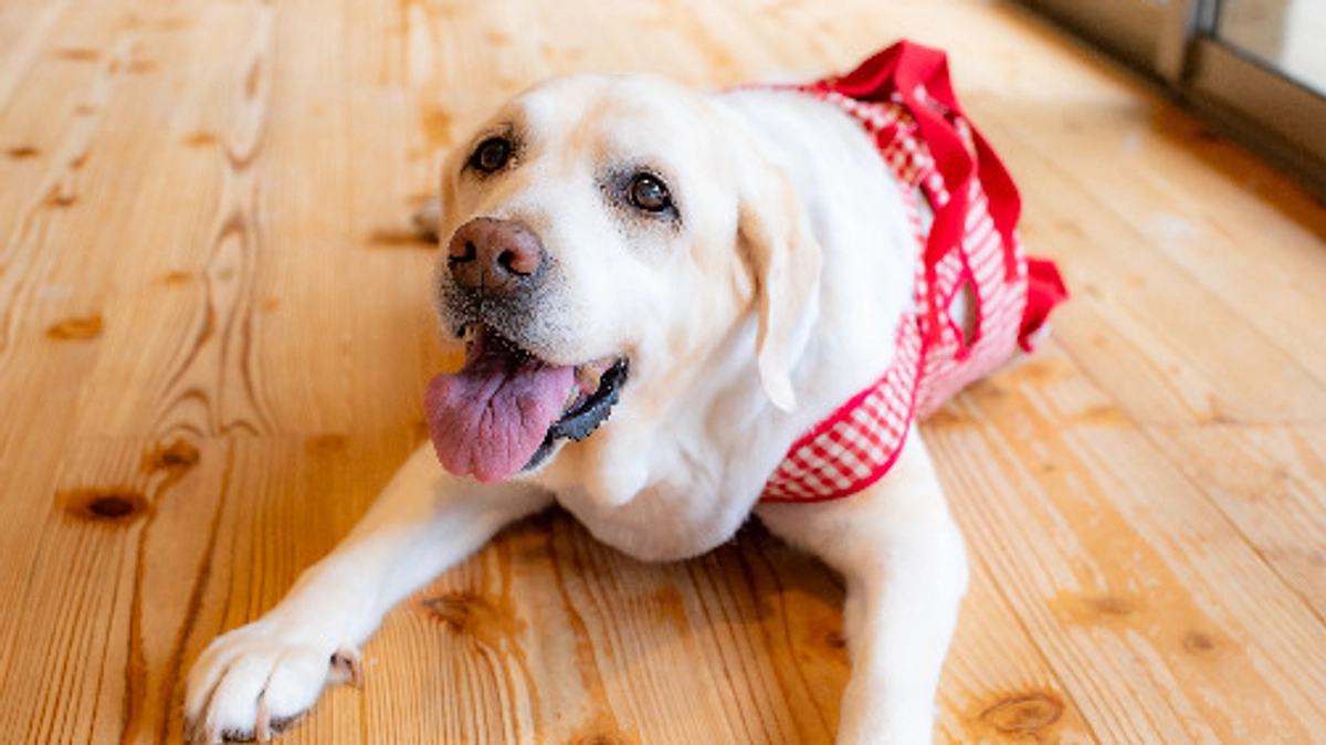 リタイア犬ボランティアさんからの応援コメント