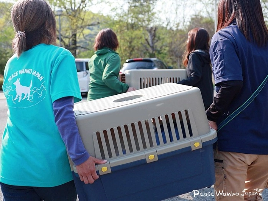 野犬と捨て犬。全国「殺処分ゼロ」への新たな一歩！
