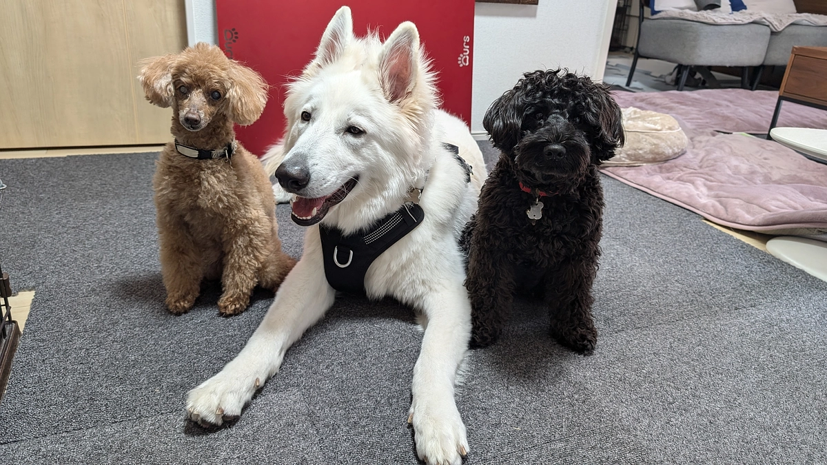 門脈シャント1回目の手術　無事成功