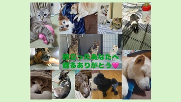 保護犬猫も超大型犬も！火葬車で最期の愛を届けたい♡ のトップ画像