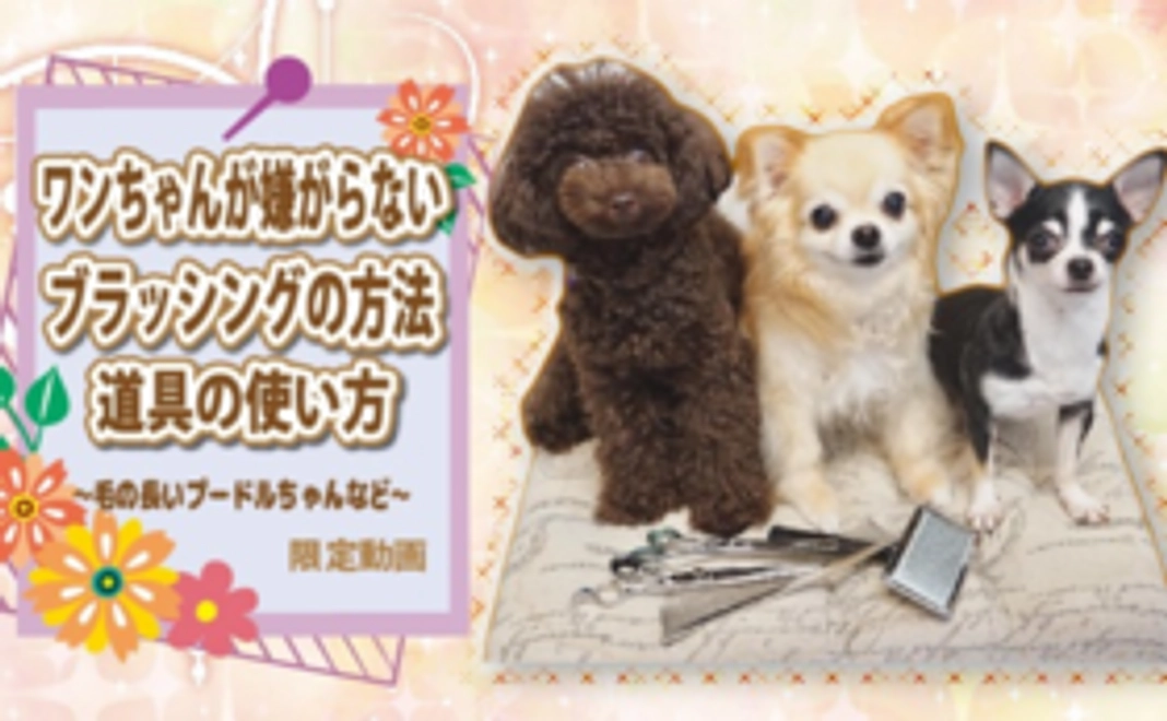 【A】ワンちゃんが嫌がらないブラッシングの方法、道具の使い方(毛の長いプードルちゃんなど)限定動画