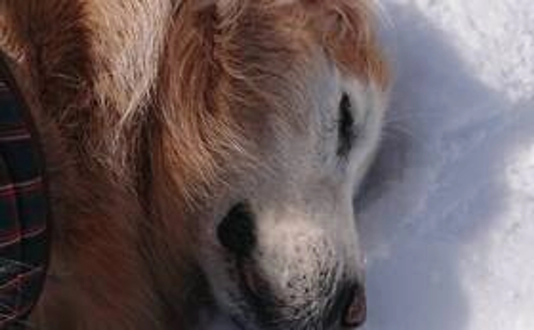 がんばれ「こてつ」