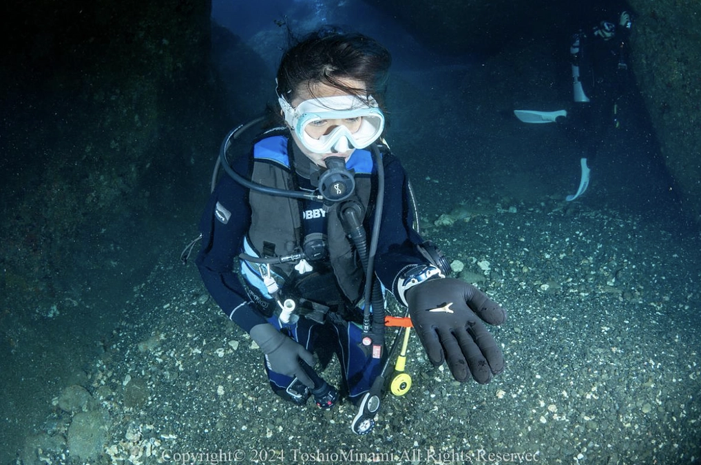 【リターン紹介①】 シロワニの「歯」について