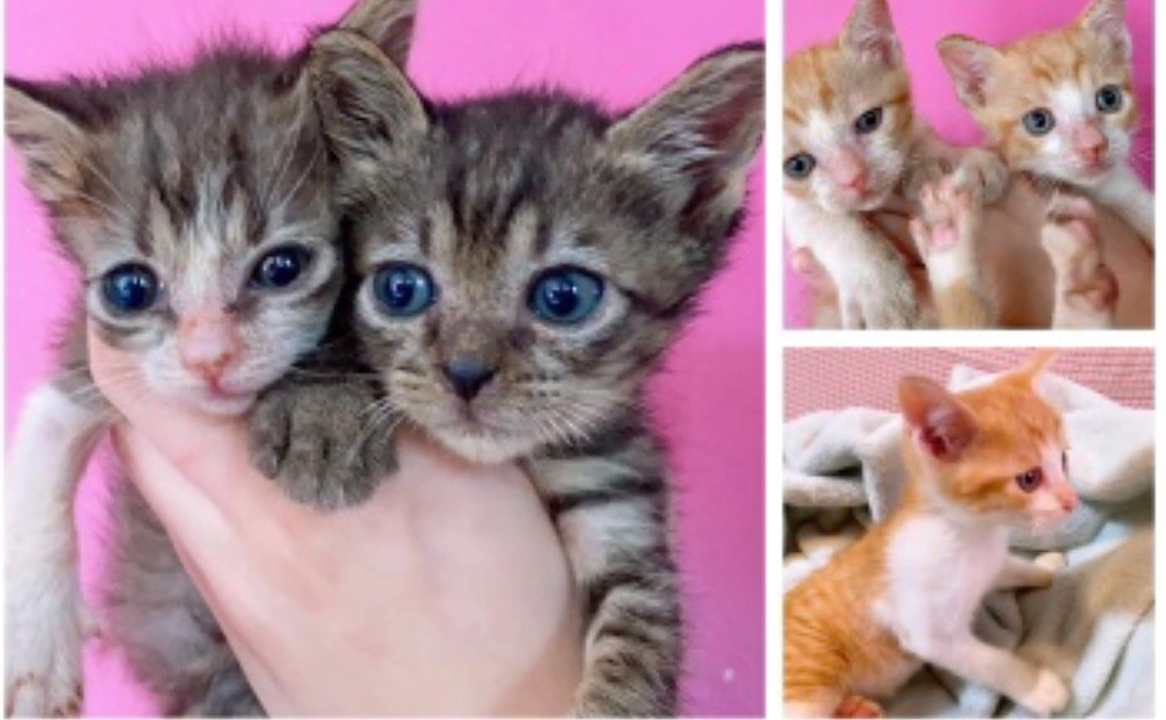 名護の子猫 支援2,000円コース