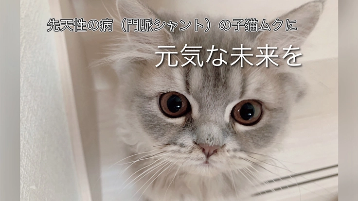 先天性門脈体循環シャントの子猫ムクの手術費用のご支援をお願いします