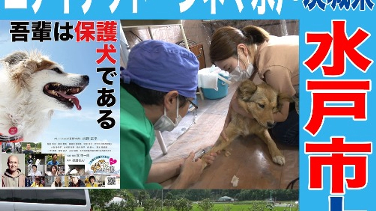 水戸市での映画「吾輩は保護犬である」の上映が決定しました！！