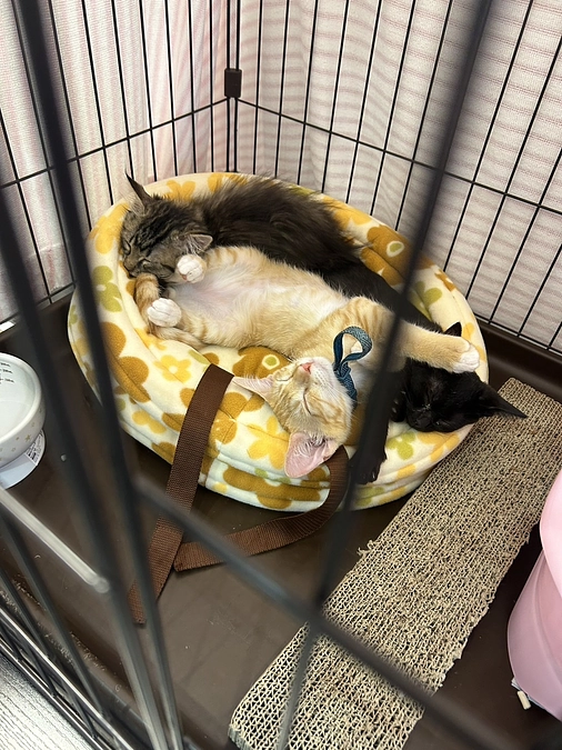 保護活動を通して見えた世界