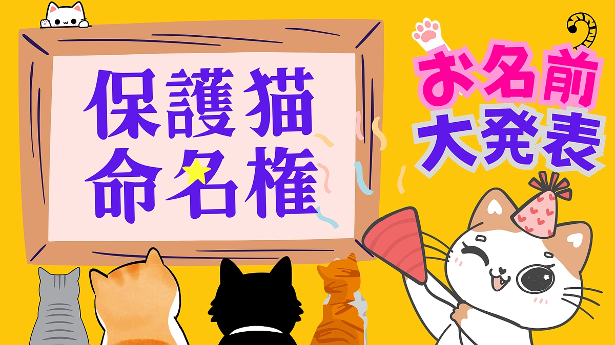 【進捗情報⑥】保護猫命名権　お名前決まりました！