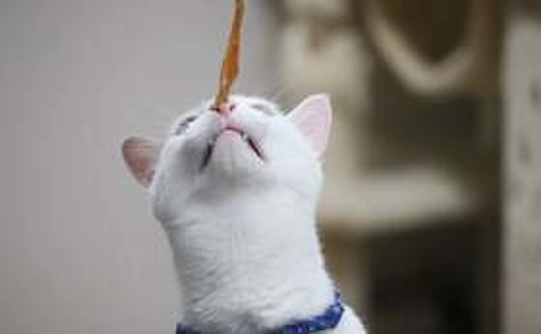 Familia Kitchen 鶏むね肉ジャーキー　小袋5個セット