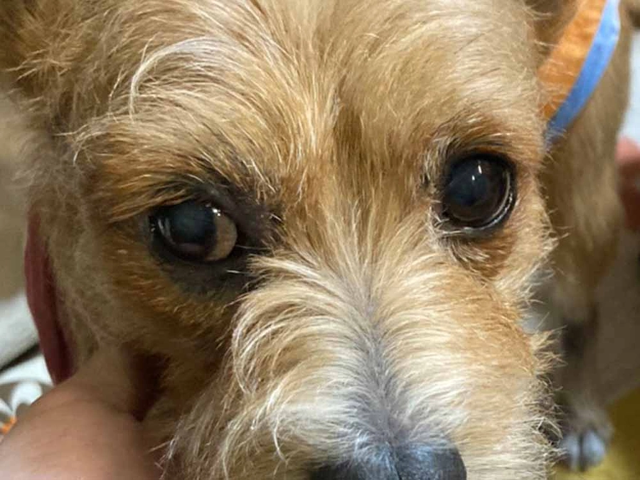 残り15日ですが目的達成・セカンドステージのお願い！