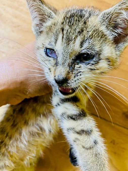 片足が骨折しています。