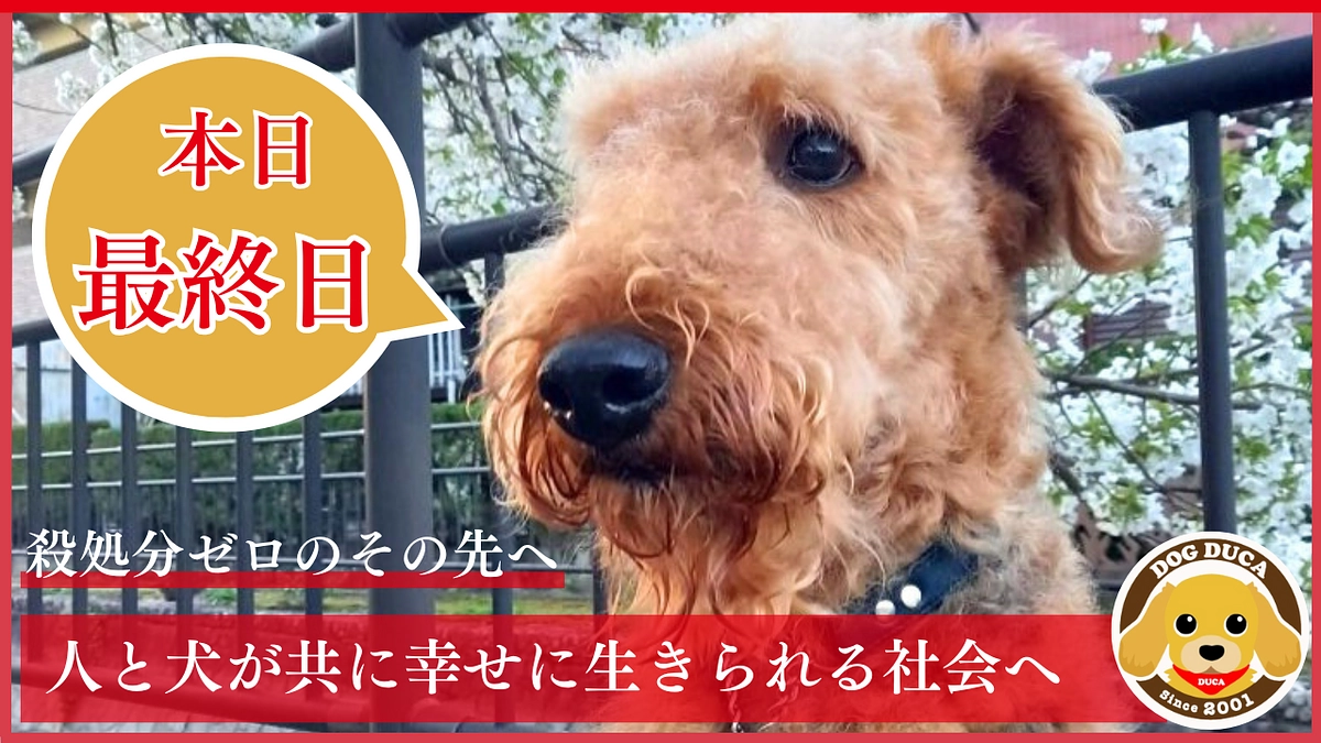 【本日最終日】犬と人が共に幸せに生きる社会へ。最後のご支援をお願いいたします！