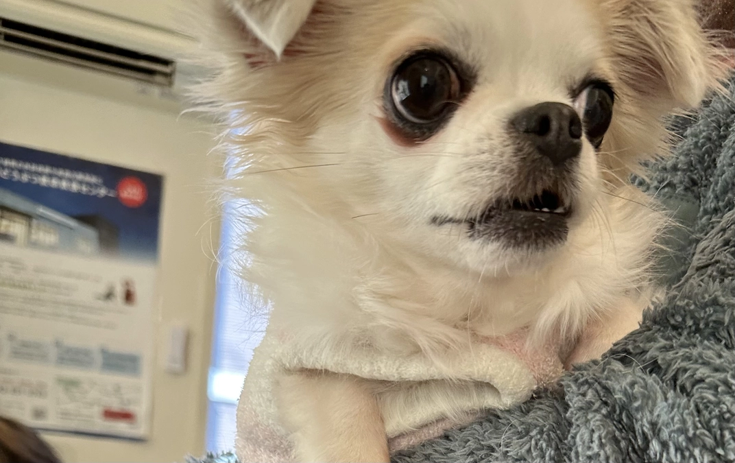 READY FORよりご支援金が振り込まれました！