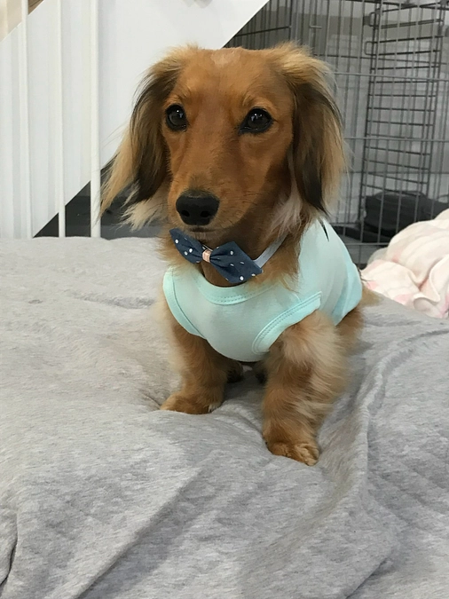 ネクストゴールまであと2日・ドッグバンパーを作り続けないといけない理由（ワケ）