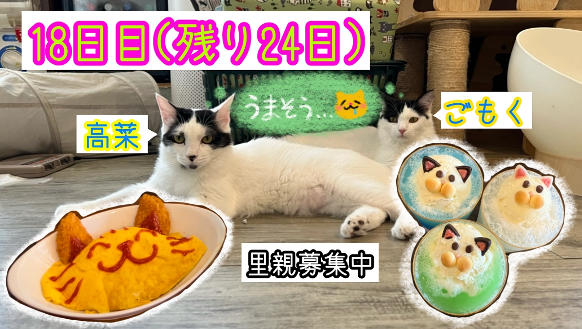 心もお腹も満たしたい。お食事メニュー編。