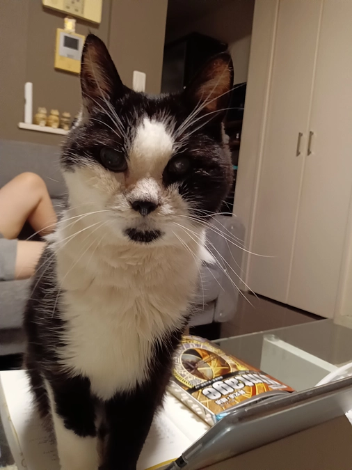 明日はいよいよ手術。くろ、がんばれ！