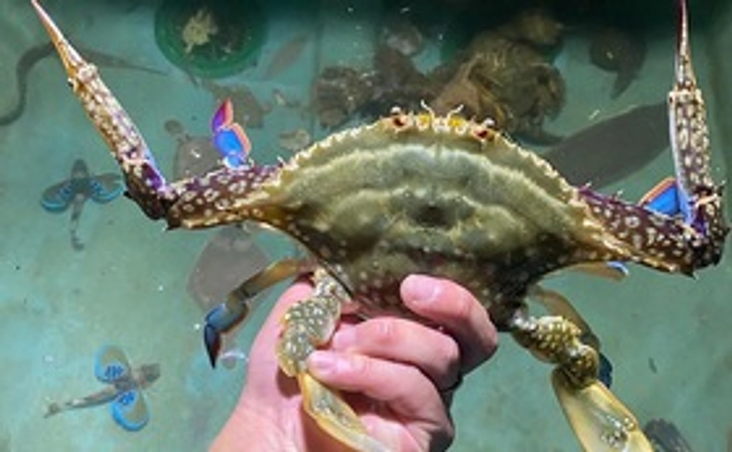 湖宝蟹３匹から５匹程度【１kg】