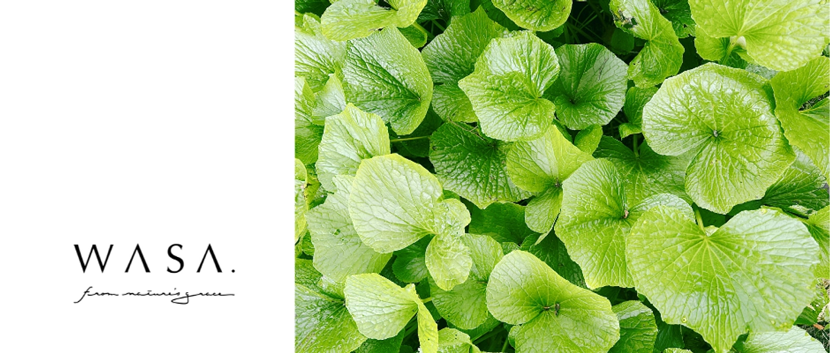 わさび産地にとっての大きな一歩