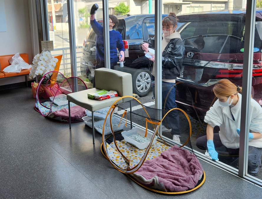 多頭の猫たちに思うこと