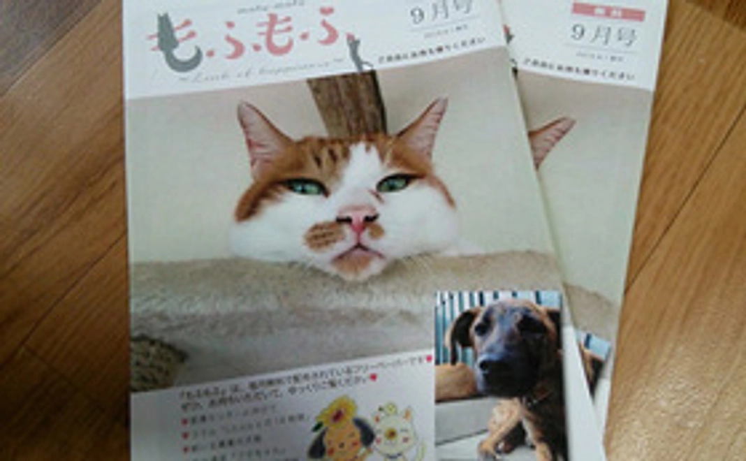 奇跡の母子犬の原案をお届け！