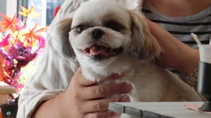 ワンコと飼い主さんがのびのび過ごせる場所を、より快適に！