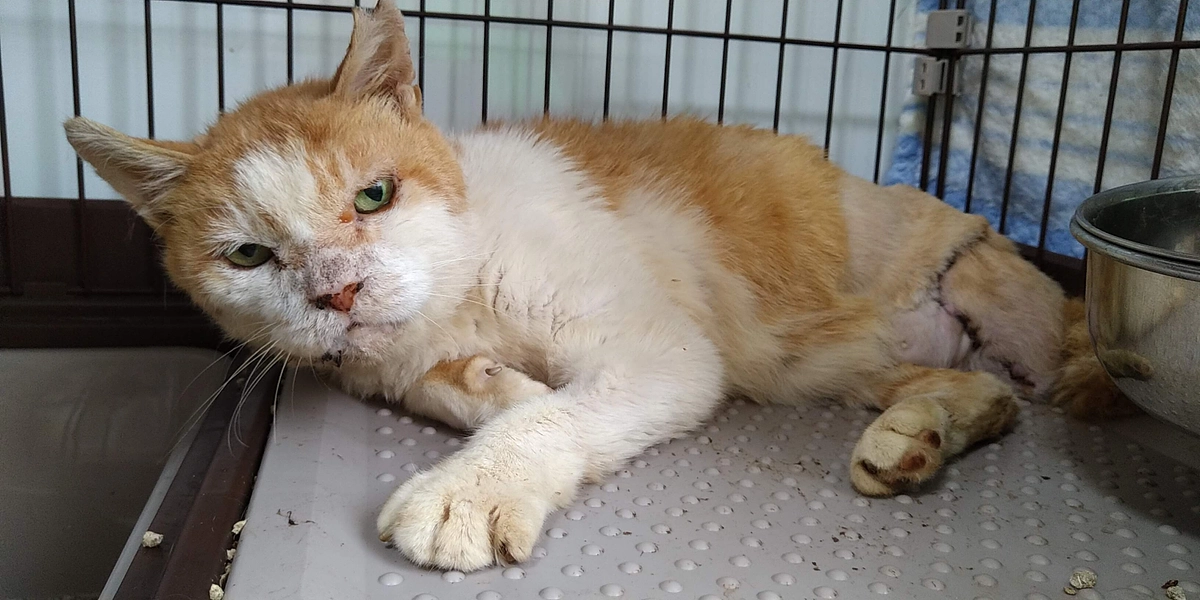 モンブラン栗君の経過