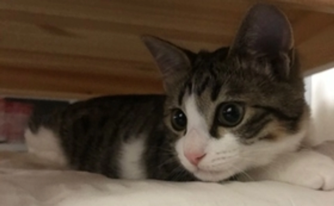 総額応援コース:1,000円