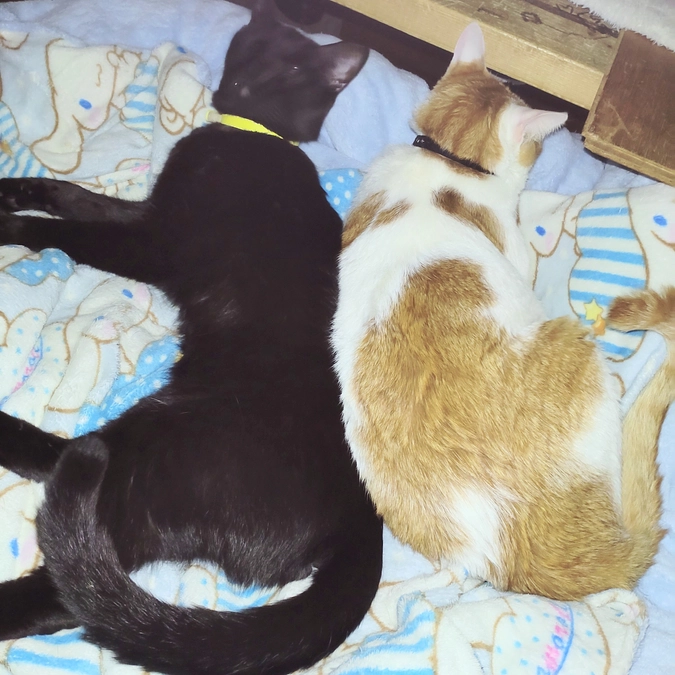 コロン君💕の幸せ