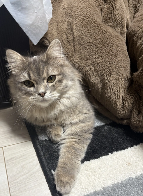 コタツで温まるシャルちゃん