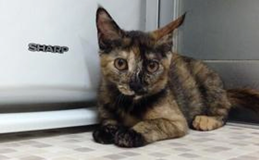 サンクスレター