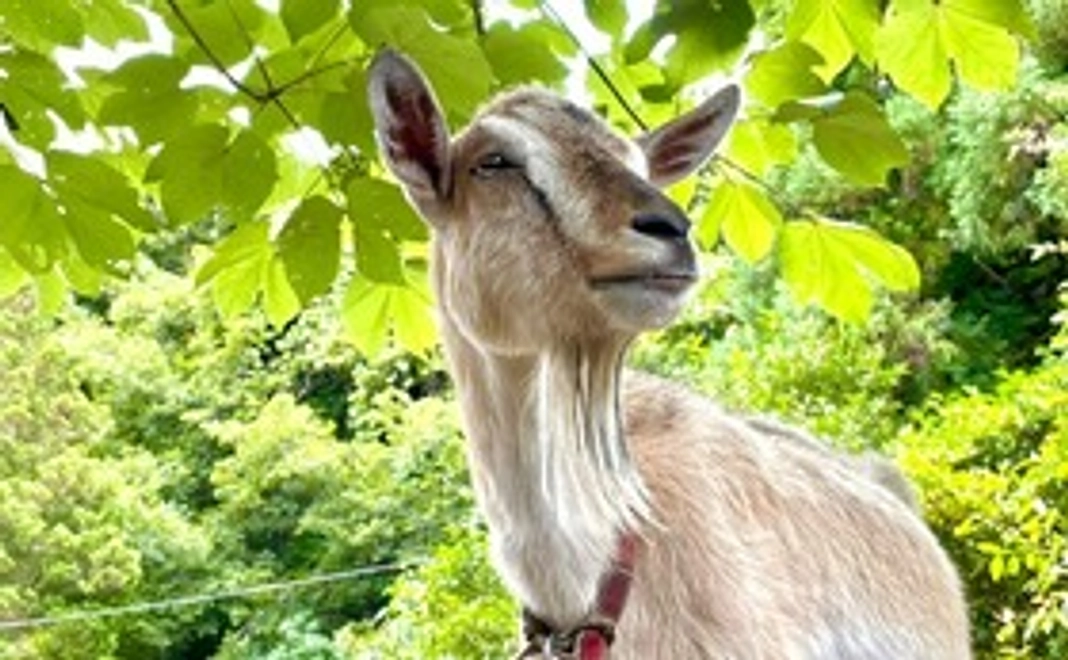 オリジナル画像で応援（SNSその他）